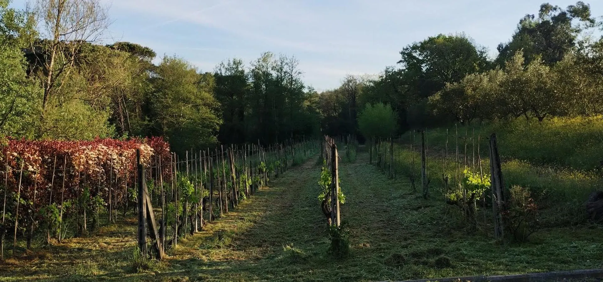 Al Sangallo Agriturismo Montecarlo Farm stay